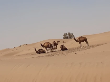 From Foum Zguid to the Erg El Mahzil desert in bivouac 2 days / 1 night - Tourisme Agadir Souss-Massa