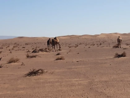 From Foum Zguid to the Erg El Mahzil desert in bivouac 2 days / 1 night - Tourisme Agadir Souss-Massa