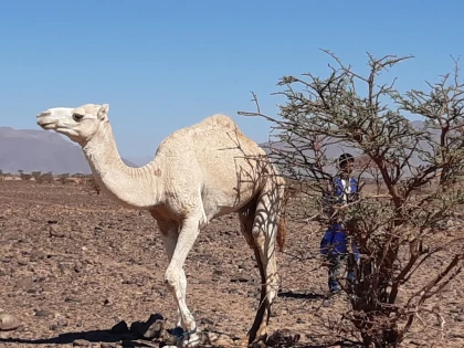 From Foum Zguid to the dunes of Chegaga for 2 nights bivouac and one on Lake Iriki: 4 days - 3 nights. - Tourisme Agadir Souss-Massa
