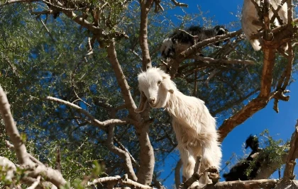 Expérience des chèvres d'Agadir - Tourisme Agadir Souss-Massa