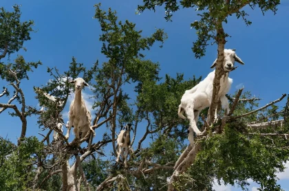Expérience des chèvres d'Agadir - Tourisme Agadir Souss-Massa