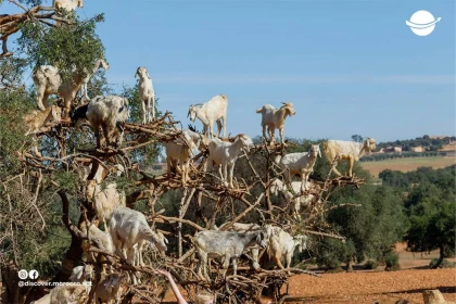Les chèvres Dans Les Arbres - Tourisme Agadir Souss-Massa