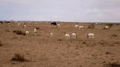 Massa Desert Safari - Tourisme Agadir Souss-Massa