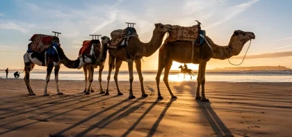 Sandboarding, Camel Ride, Buggy Tour & BBQ Demander à ChatGPT - Tourisme Agadir Souss-Massa