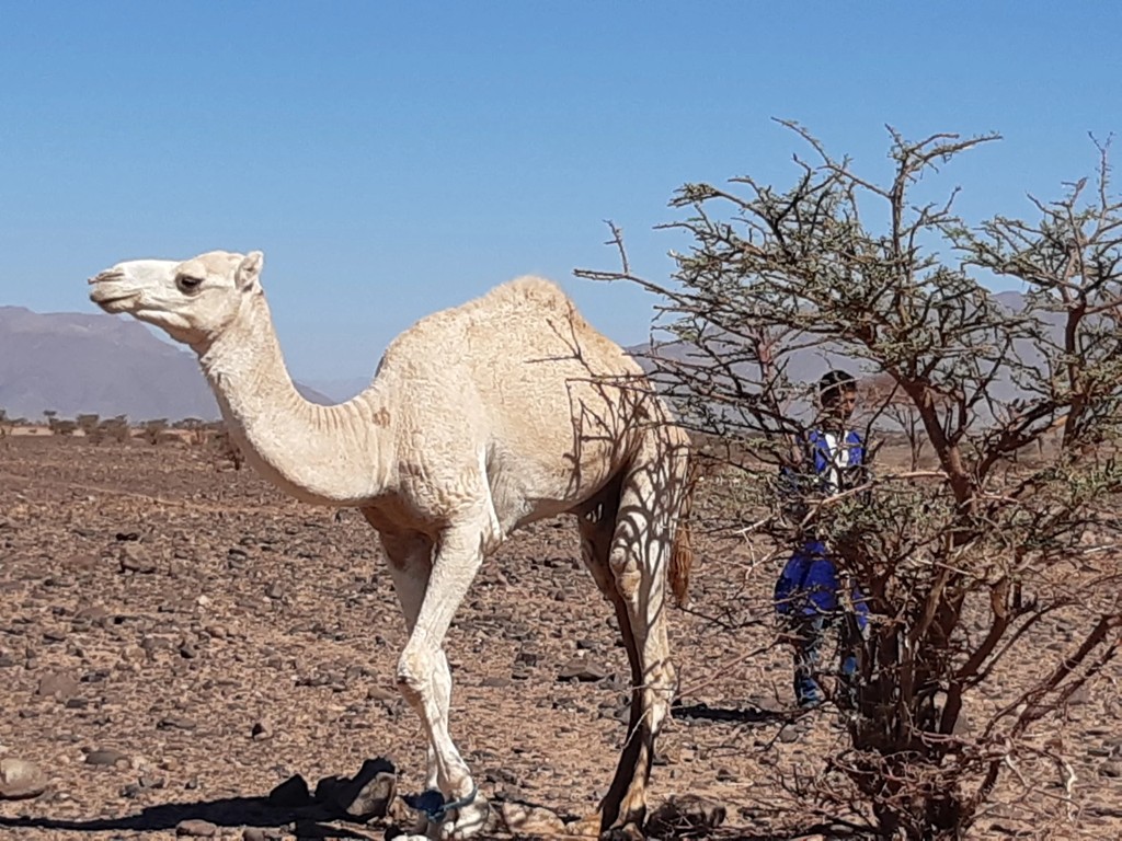 From Foum Zguid to the dunes of Chegaga for 2 nights bivouac and one on Lake Iriki: 4 days - 3 nights. - Tourisme Agadir Souss-Massa