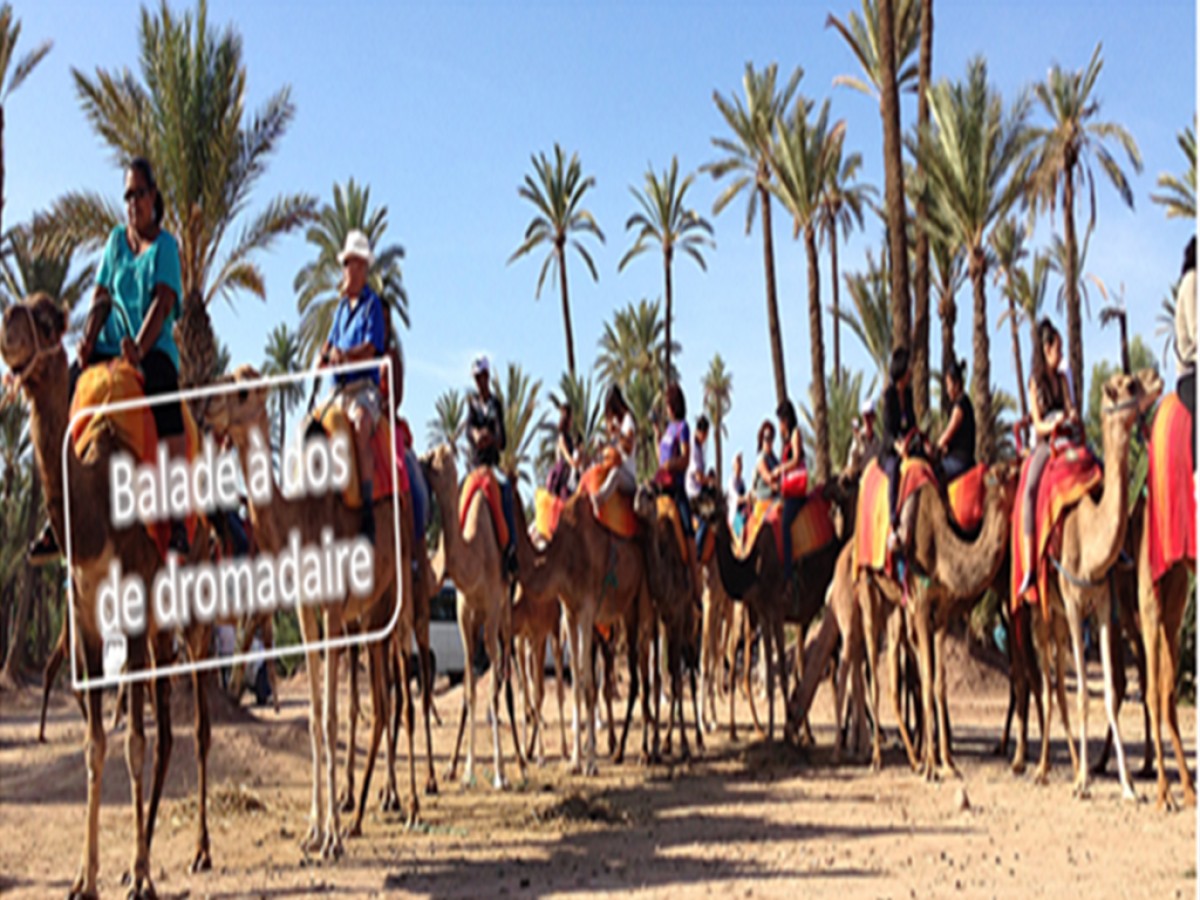 Dromadaire - Tourisme Agadir Souss-Massa