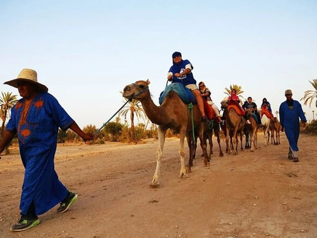 Dromadaire - Tourisme Agadir Souss-Massa