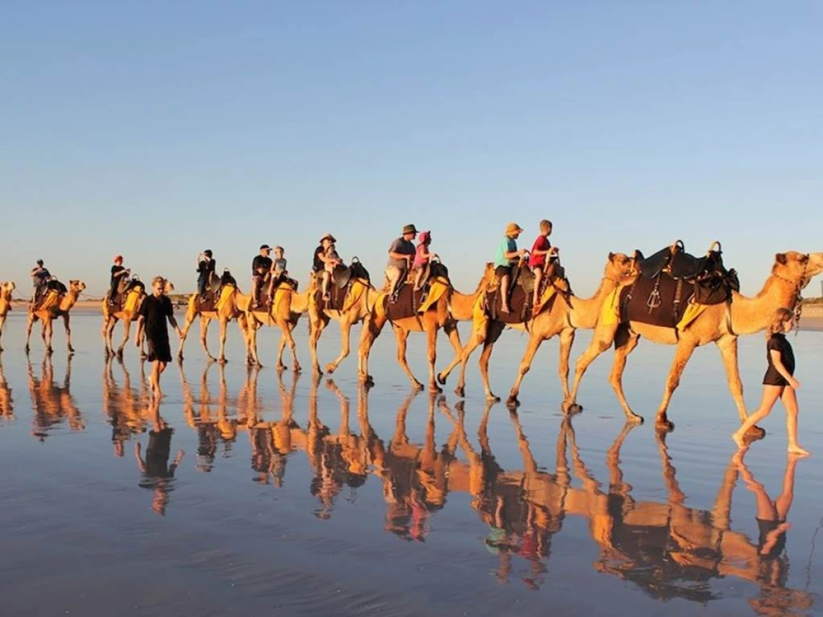 Dromadaire - Tourisme Agadir Souss-Massa