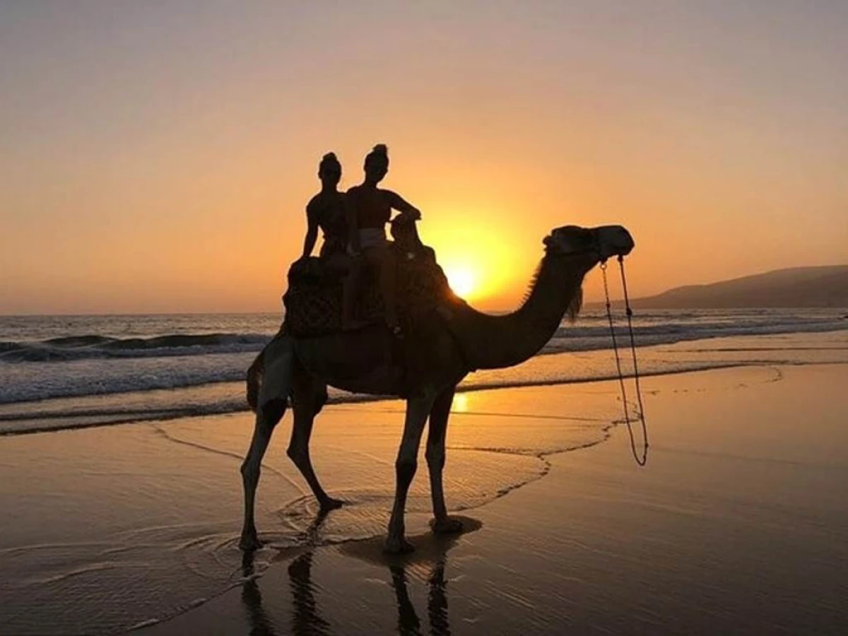 Dromadaire - Tourisme Agadir Souss-Massa