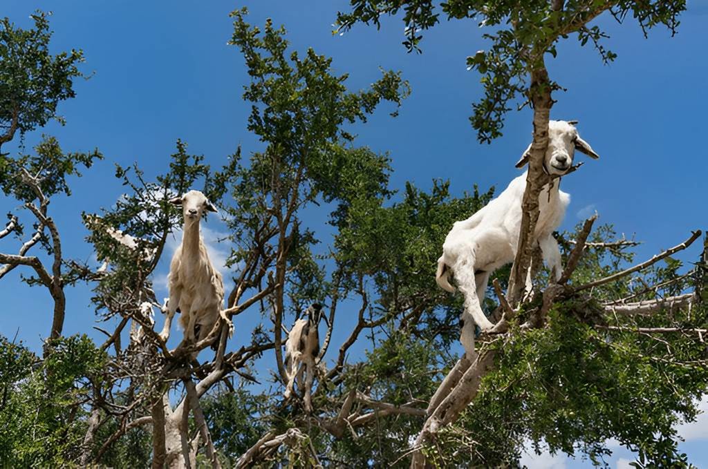 Expérience des chèvres d'Agadir - Tourisme Agadir Souss-Massa