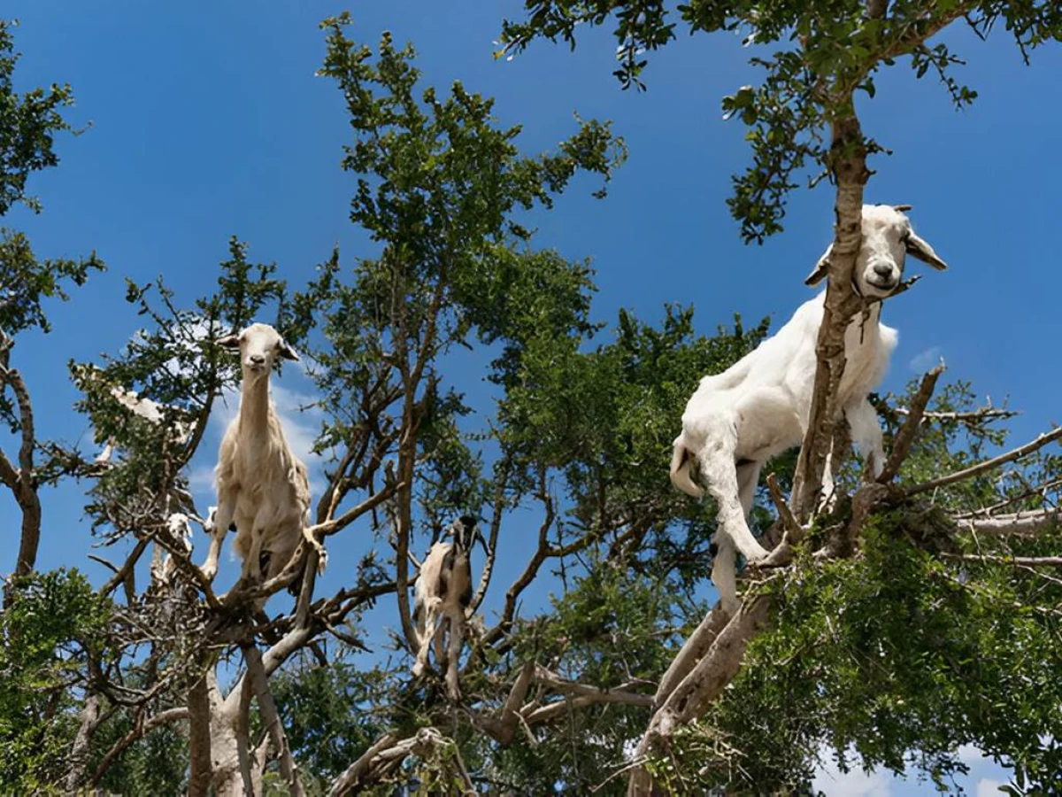 Expérience des chèvres d'Agadir - Tourisme Agadir Souss-Massa