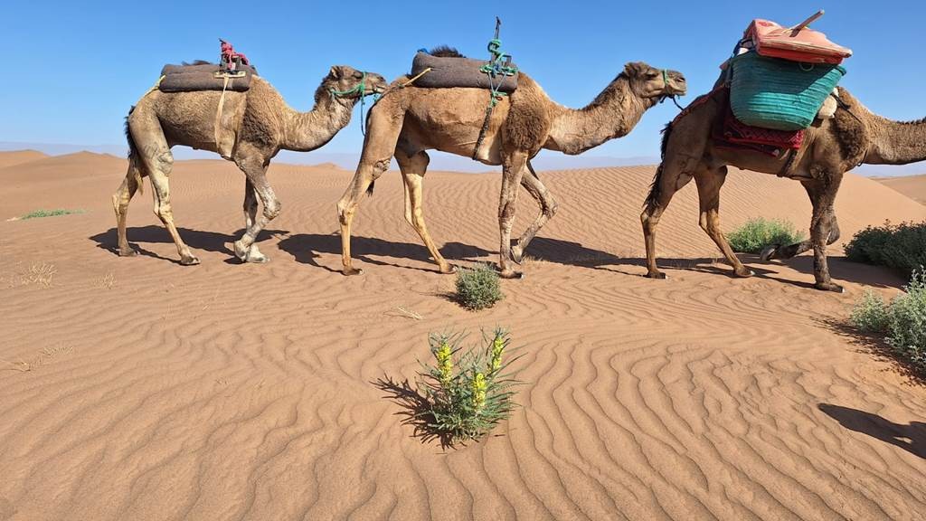  - Tourisme Agadir Souss-Massa