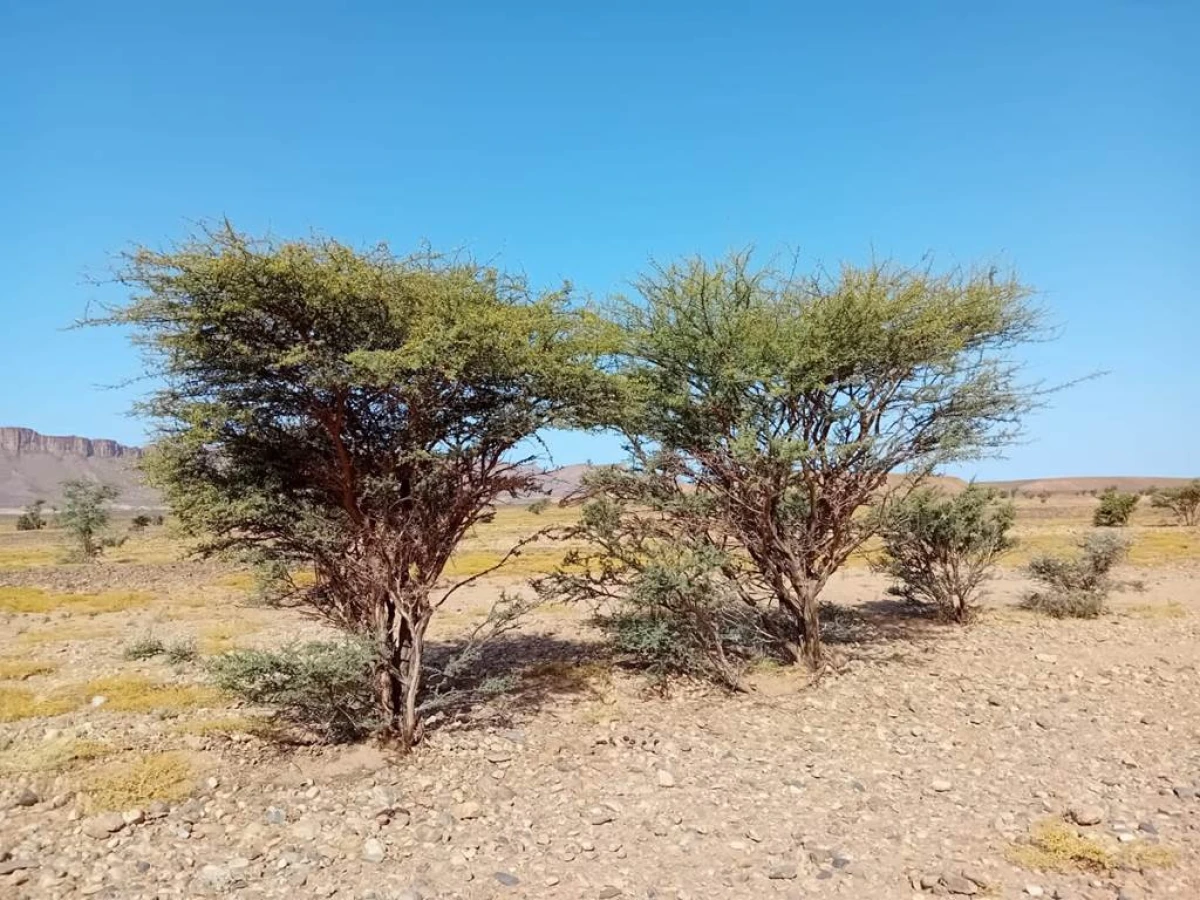 Trek lagouira iriki 5 jours 4 nuit - Tourisme Agadir Souss-Massa